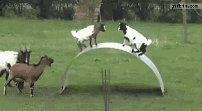 Goat Floppy GIF