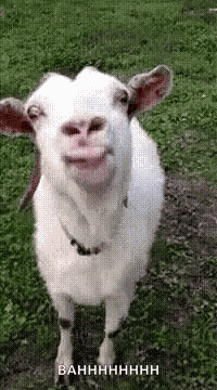 Goat Funny Animals GIF