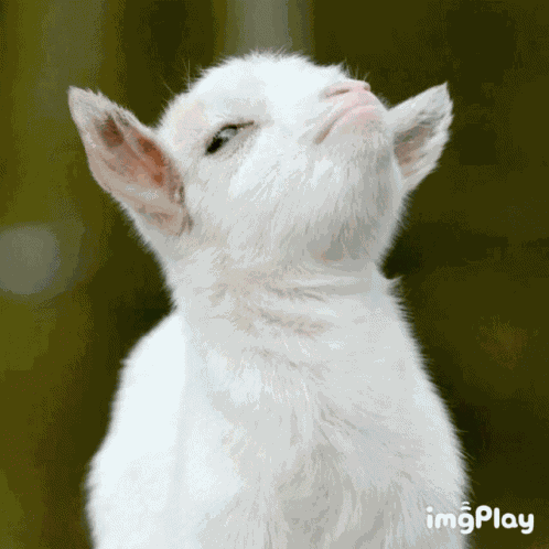 Goat Gloat GIF