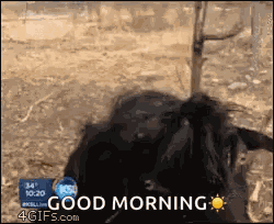 Goat Goats GIF