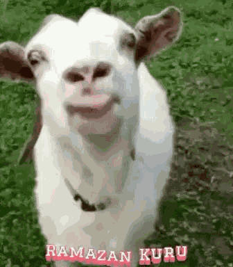 Goat Goats GIF