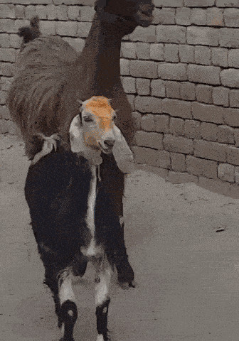 Goat Goats GIF