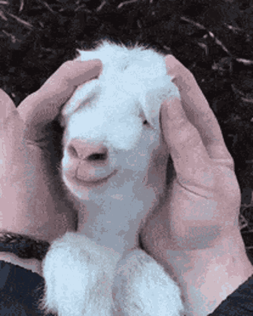 Goat Goats Of Sui GIF