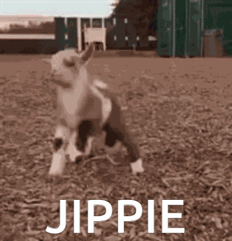 Goat Jippie Goat Yippie GIF