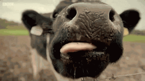 Goat Kisses GIF