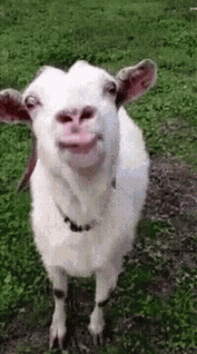 Goat Licking GIF