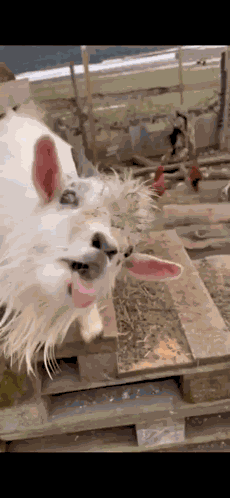 Goat Nag GIF