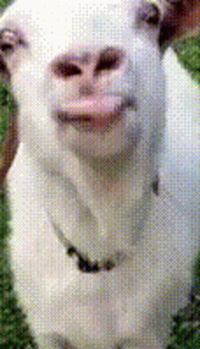 Goat Tongue GIF