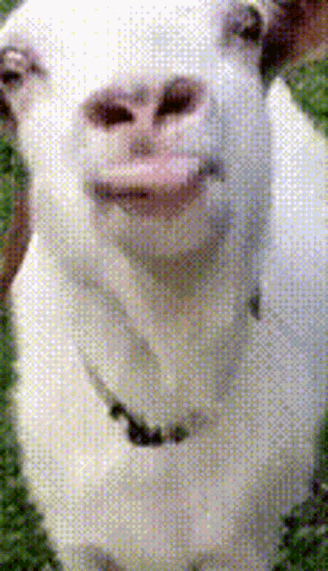 Goat Tongue GIF