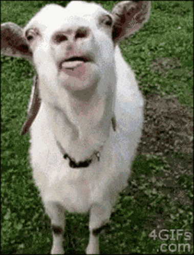 Goat Tongue Out GIF