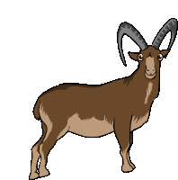 Goat Walia Ibex Sticker