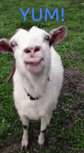 Goat Yum GIF