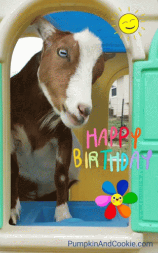 Goats Animals GIF