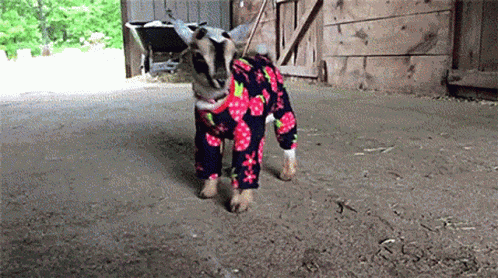 Goats Kids GIF