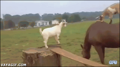 Goats. GIF