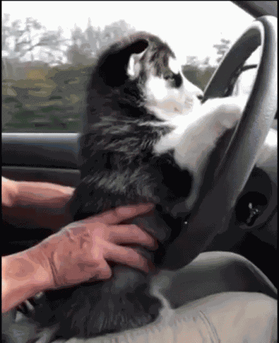 Going Home Dog GIF