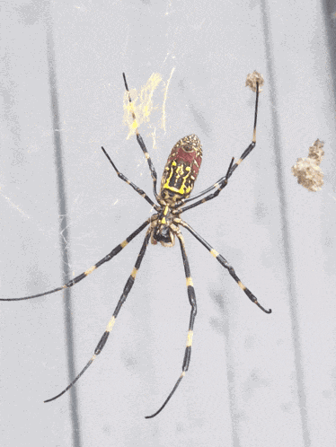 Golden Orb Weaver Korean Orb Weaver GIF