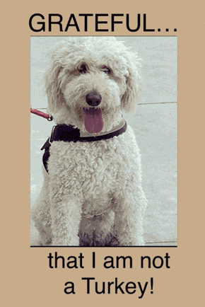Goldendoodle Dog Memes Meme
