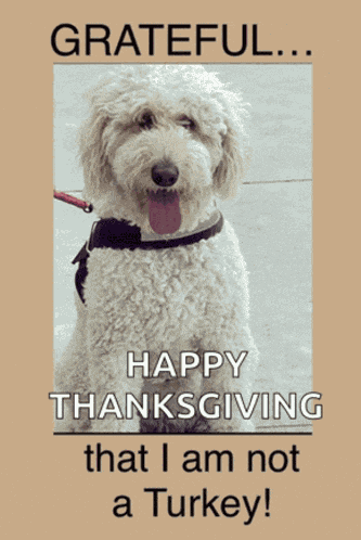 Goldendoodle Dog Memes Meme