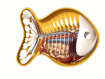 Goldfish Cracker Anatomy GIF