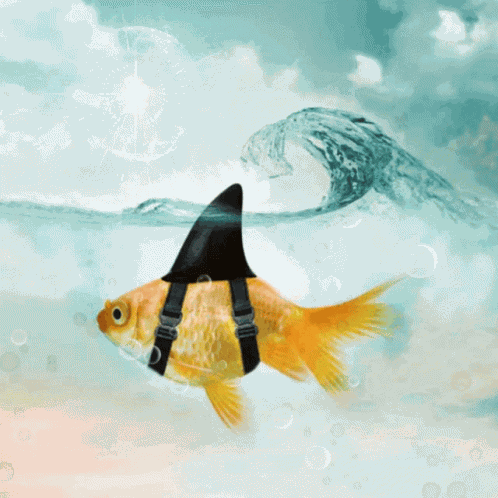 Goldfish Wave GIF