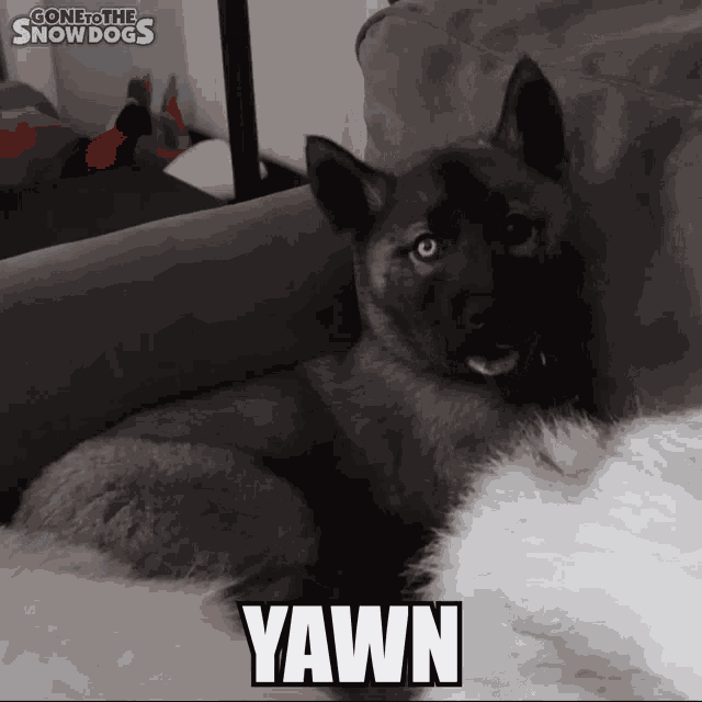 Gone To The Snow Dogs Gttsd GIF