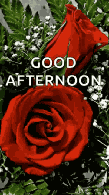 Good Afternoon GIF