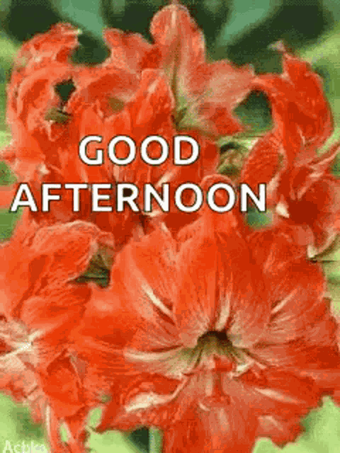 Good Afternoon Flowers GIF