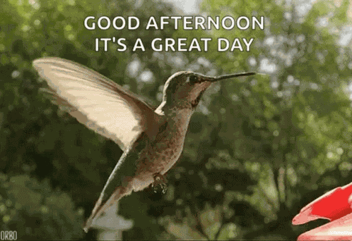 Good Afternoon Great Day GIF