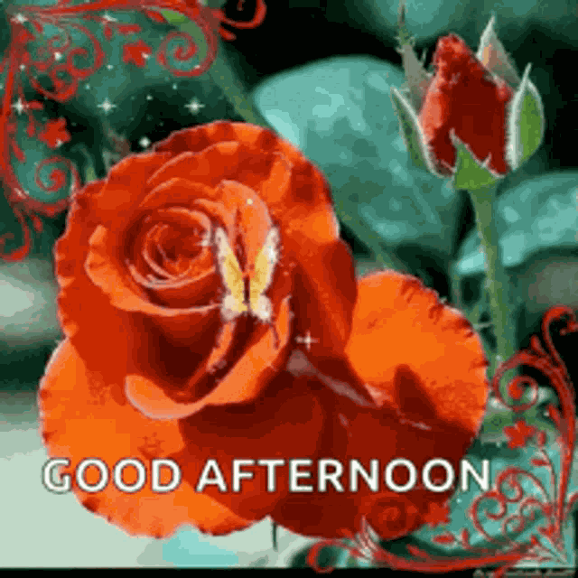 Good Afternoon Rollygifs GIF