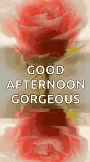 Good Afternoon Rollygifs GIF