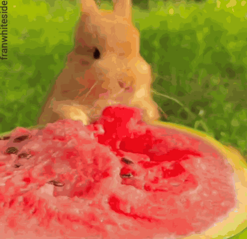 Good Morning Bunny And Watermelon GIF
