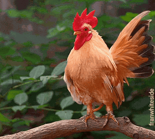 Good Morning Cockadoodle Freakin Doo GIF