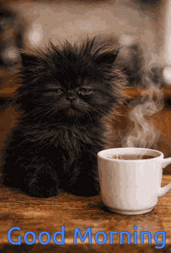 Good Morning Cute Cat GIF