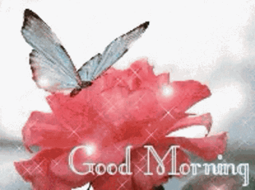 Good Morning Flower GIF
