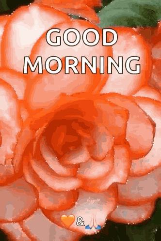 Good Morning Flowers GIF