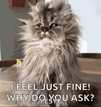 Good Morning Funny Animals GIF