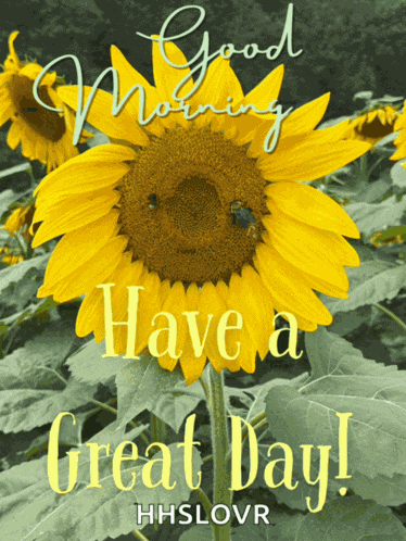 Good Morning Good Morning Beautiful Meme