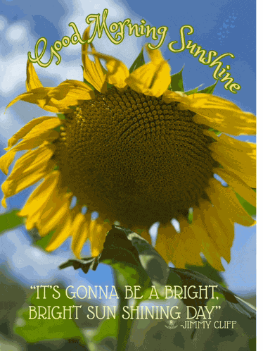 Good Morning Good Morning Flowers Meme