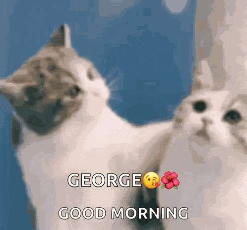 Good Morning Good Morning Love GIF