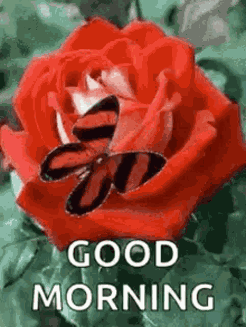 Good Morning Great Day GIF