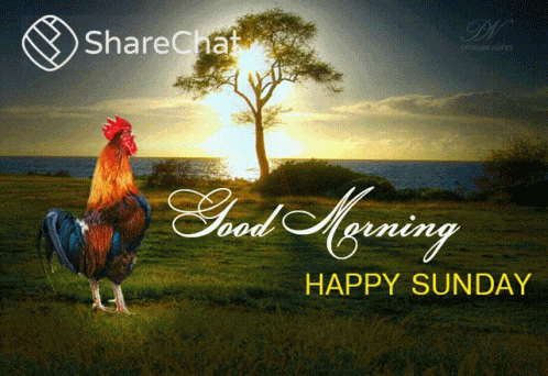 Good Morning Happy Sunday GIF