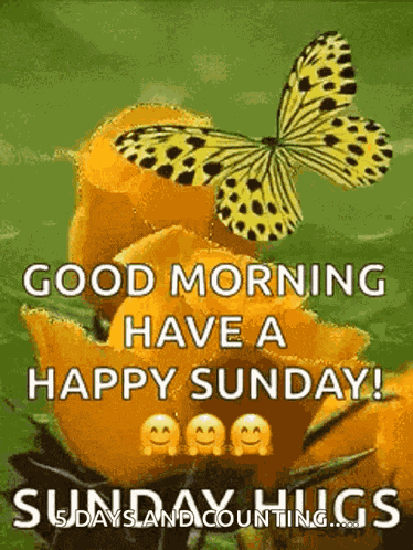 Good Morning Have A Happy Sunday GIF