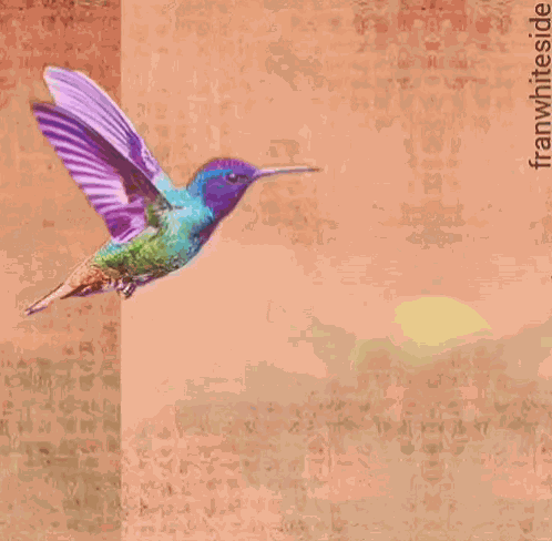 Good Morning Hummingbird On Canvas GIF