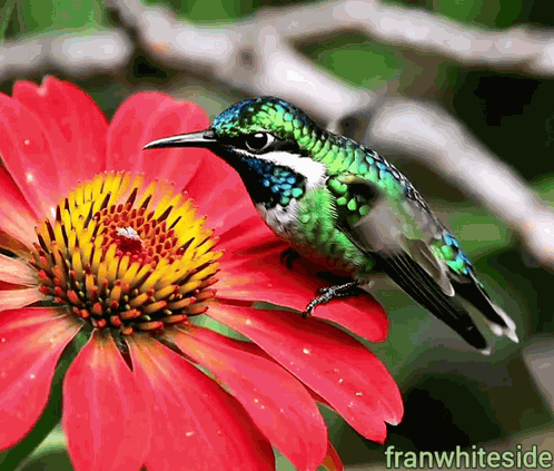 Good Morning Hummingbird On Red Flower GIF