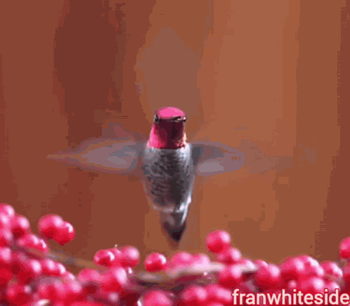 Good Morning Hummingbird With Fruit GIF