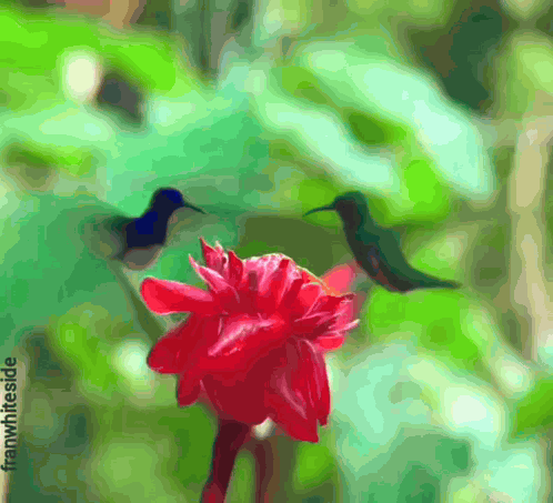 Good Morning Hummingbirds And Red Flower GIF