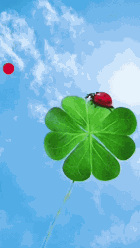 Good Morning Images New 2023 Ladybug GIF
