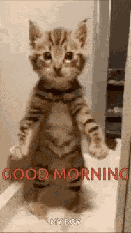 Good Morning Images GIF