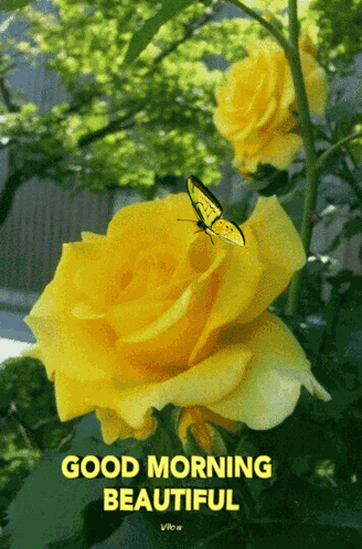 Good Morning GIF